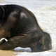 Illustration for article titled Heres an adorable baby elephant gallivanting around at the beach